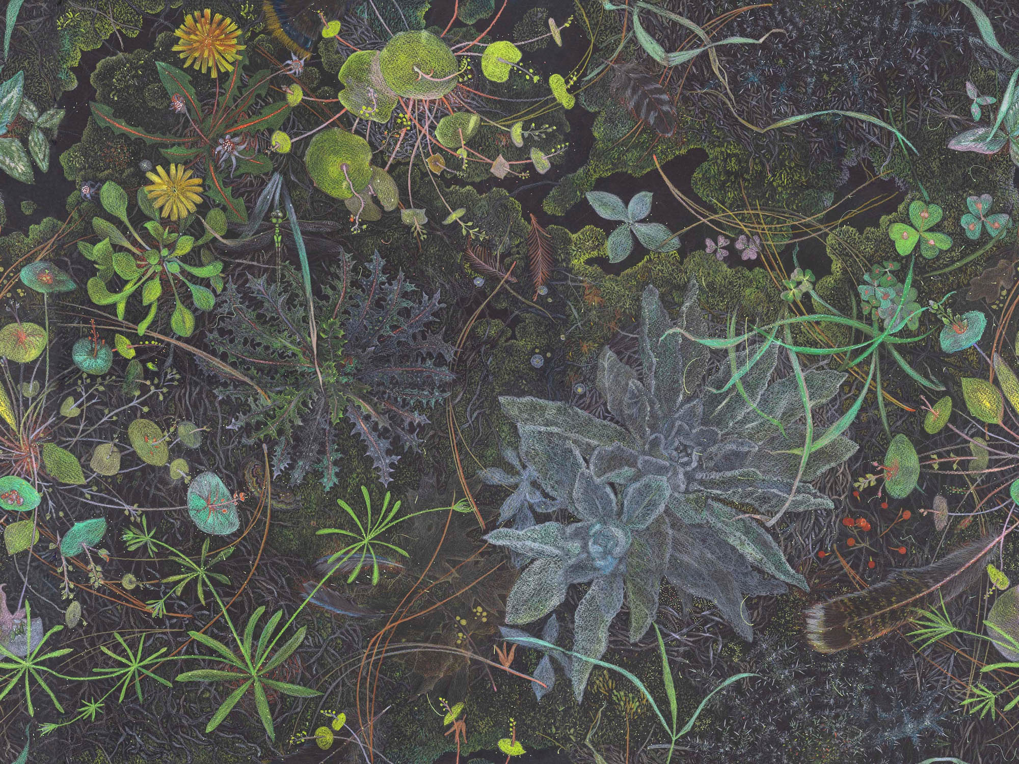 WEEDS and FEATHERS